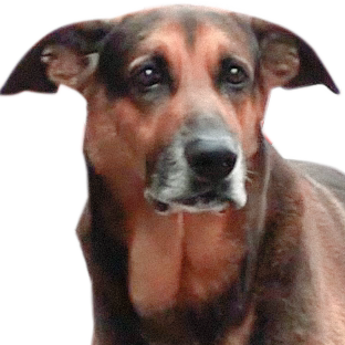 Ringo opponent profile picture